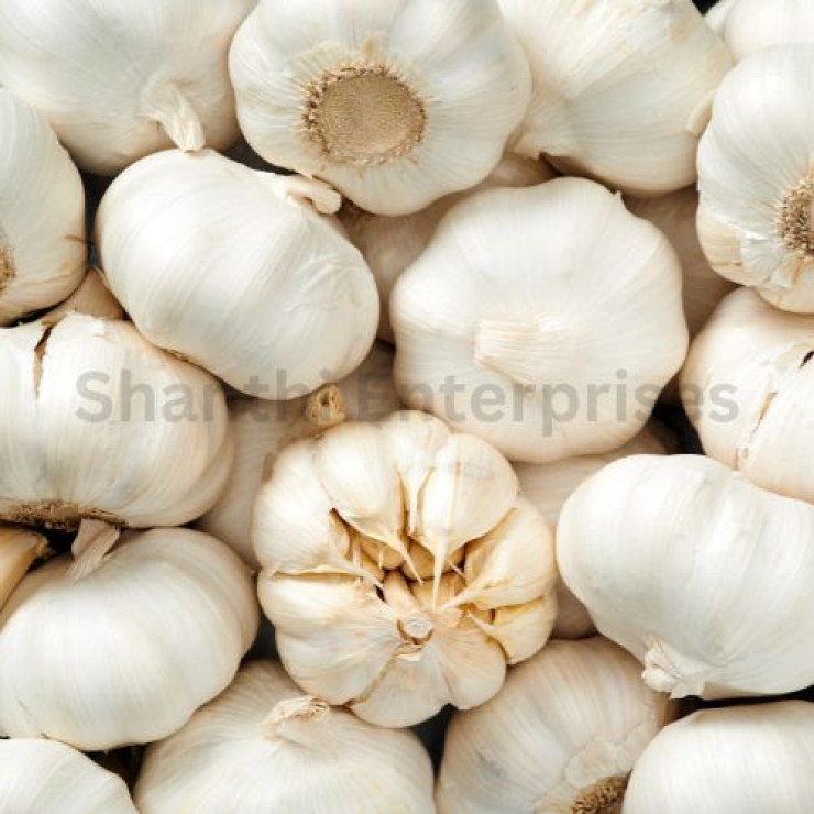 garlic